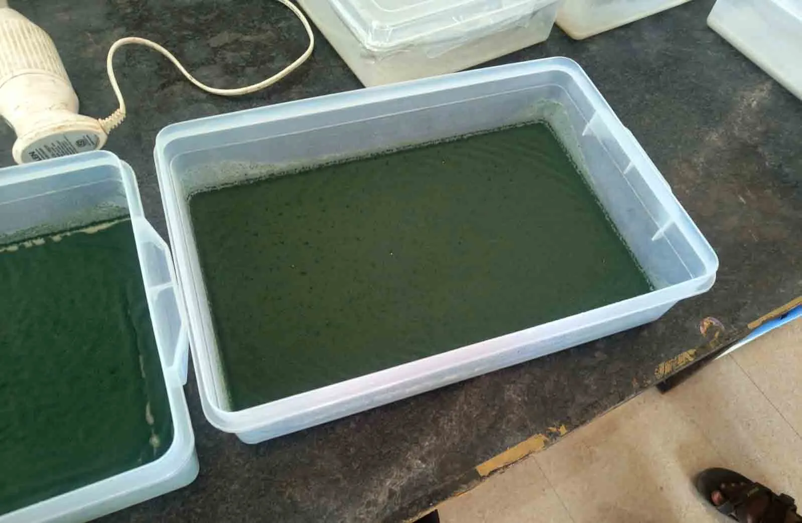 Biological Input Laboratory